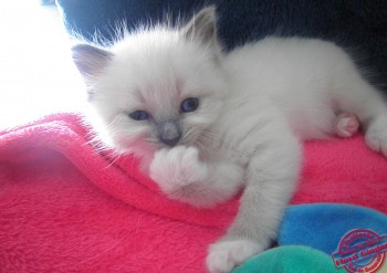 femelle blue point-mitted - 3 semaines - Chatterie Ragdolls du Val de Beauvoir